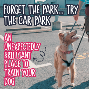 Forget the Park… Try the Car Park: An Unexpectedly Brilliant Place to Train Your Dog