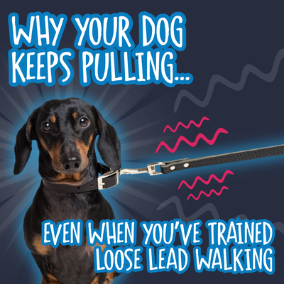 Why Your Dog Keeps Pulling… Even When You’ve Trained Loose-Lead Walking