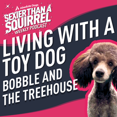 Living with a Toy Dog: Bobble and the Treehouse