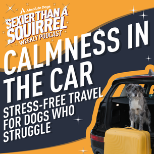 Calmness in the Car: Stress-Free Travel for Dogs Who Struggle