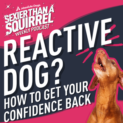 Reactive Dog? How to Get Your Confidence Back