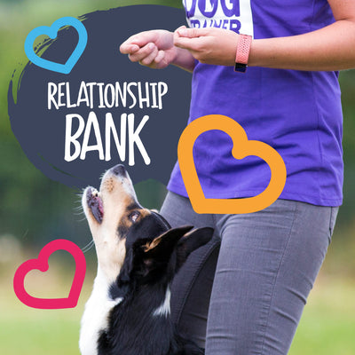 5 Things You Can Do Today To Improve Your Relationship with your Dog