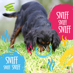 Scentwork Dog Training Games You Can Play at Home