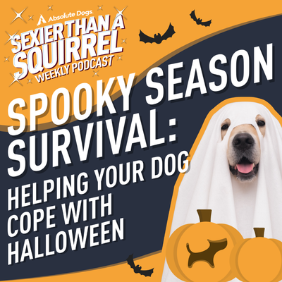 Spooky Season Survival: Helping Your Dog Cope with Halloween