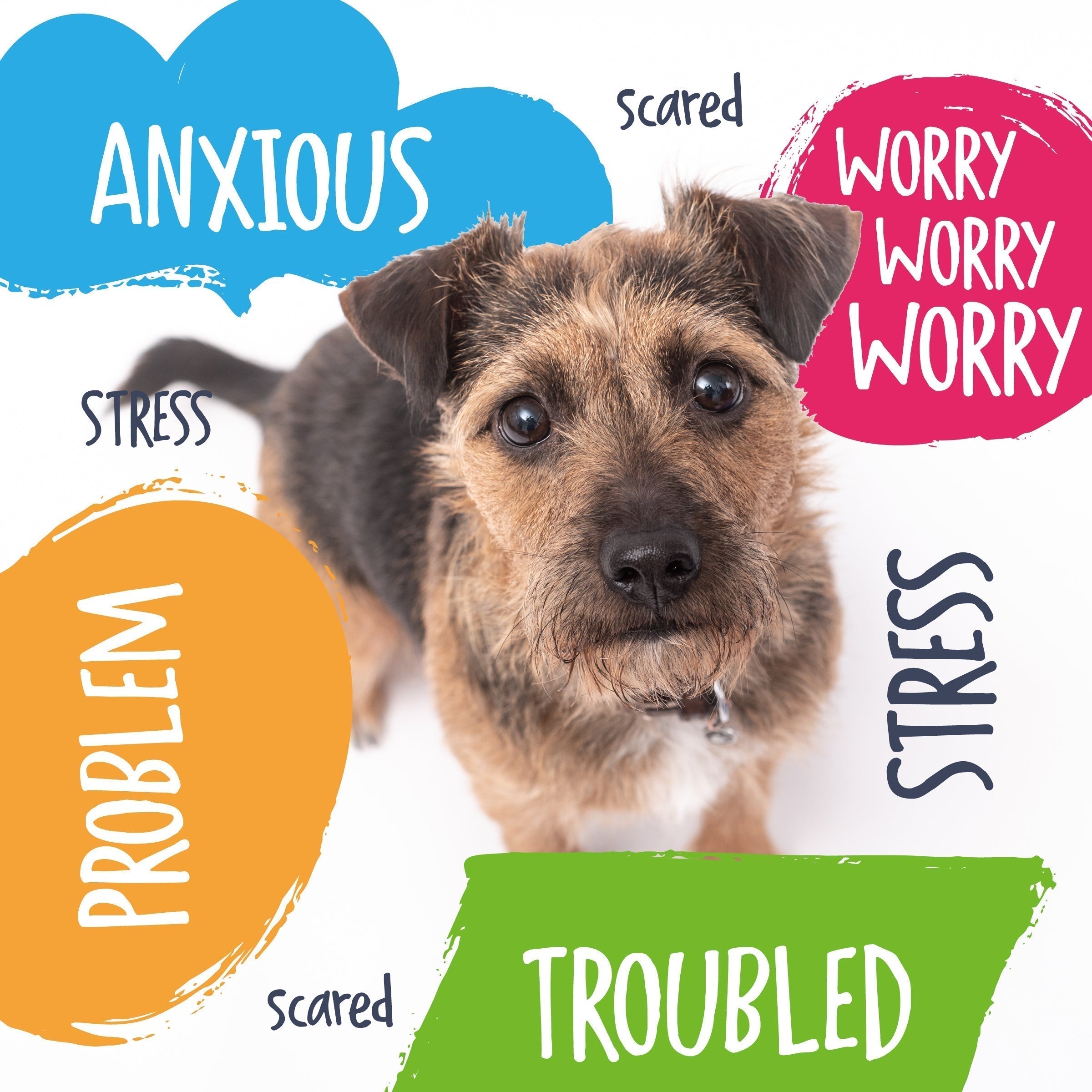Slacking Dog 3 Things Your Reactive Dog Needs Today – Absolute Dogs