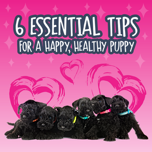 6 Essential Tips for a Happy, Healthy Puppy