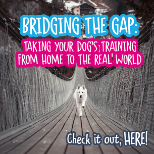 Bridging the Gap: Taking Your Dog's Training from Home to the Real World