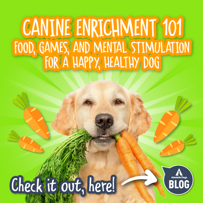 Canine Enrichment 101: Food, Games, and Mental Stimulation for a Happy, Healthy Dog