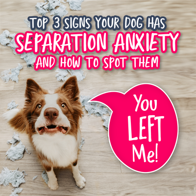 Top 3 Signs Your Dog Has Separation Anxiety and How to Spot Them