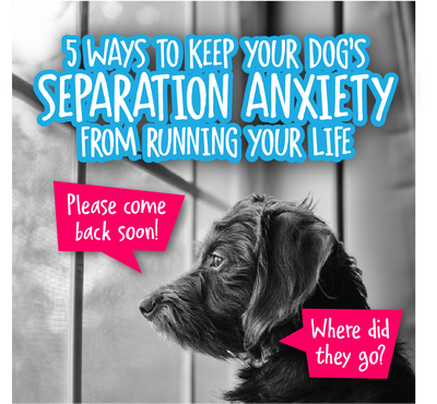 5 Ways To Keep Your Dog's Separation Anxiety From Running Your Life