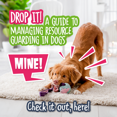 Drop It! A Guide to Managing Resource Guarding in Dogs