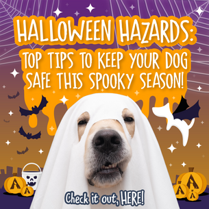 Halloween Hazards: Top Tips to Keep Your Dog Safe This Spooky Season