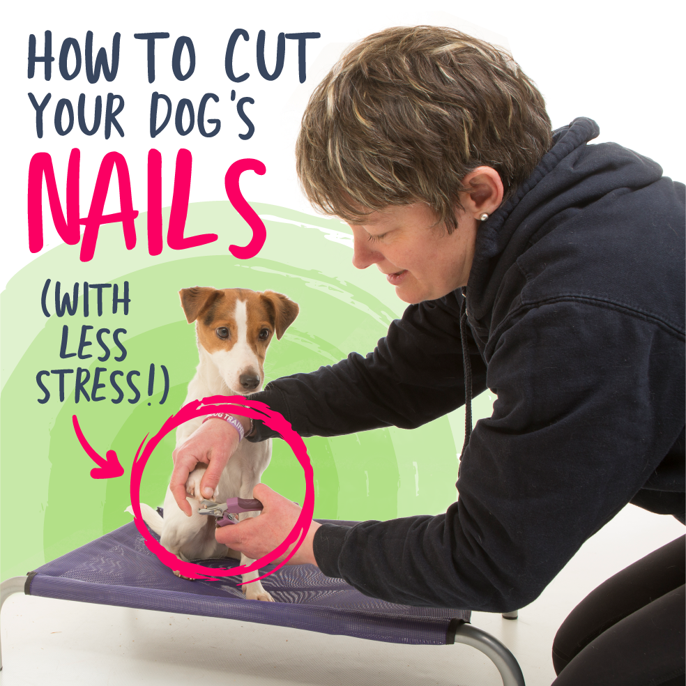 How to Cut Your Dog's Nails (with less stress!) – Absolute Dogs
