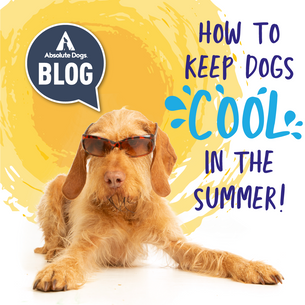 Gold wire-haired dog wearing sunglasses on a yellow and white background
