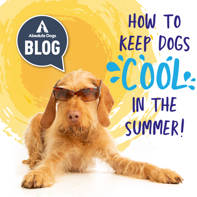 Gold wire-haired dog wearing sunglasses on a yellow and white background