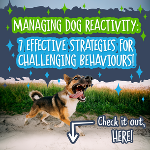 Managing Dog Reactivity: 7 Effective Strategies for Challenging Behaviours