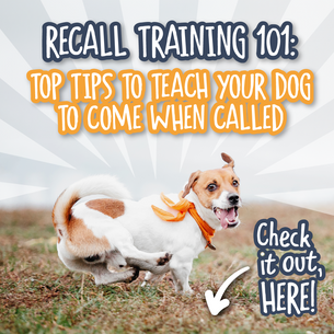 Recall Training 101: Top Tips to Teach Your Dog to Come When Called