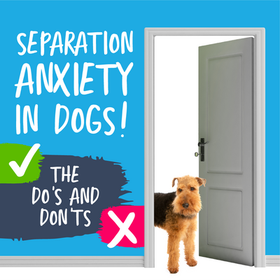 Black and tan dog standing in doorway