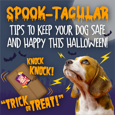 Spook-tacular Tips to Keep Your Dog Safe and Happy this Halloween! Dog looking worried by sounds of door knocking and trick or treaters. Image of a door with a 