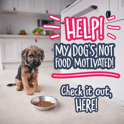 Help! My Dog’s Not Food-Motivated