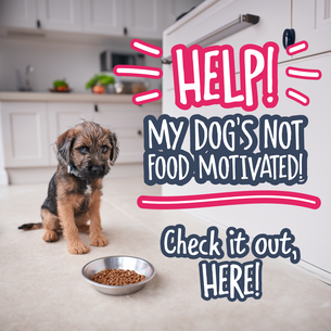 Help! My Dog’s Not Food-Motivated