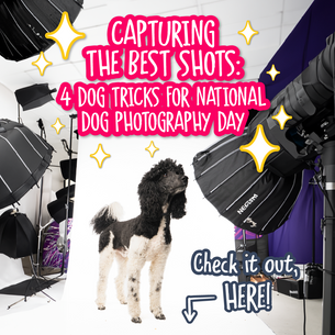 Capturing the Best Shots: 4 Dog Tricks for National Dog Photography Day