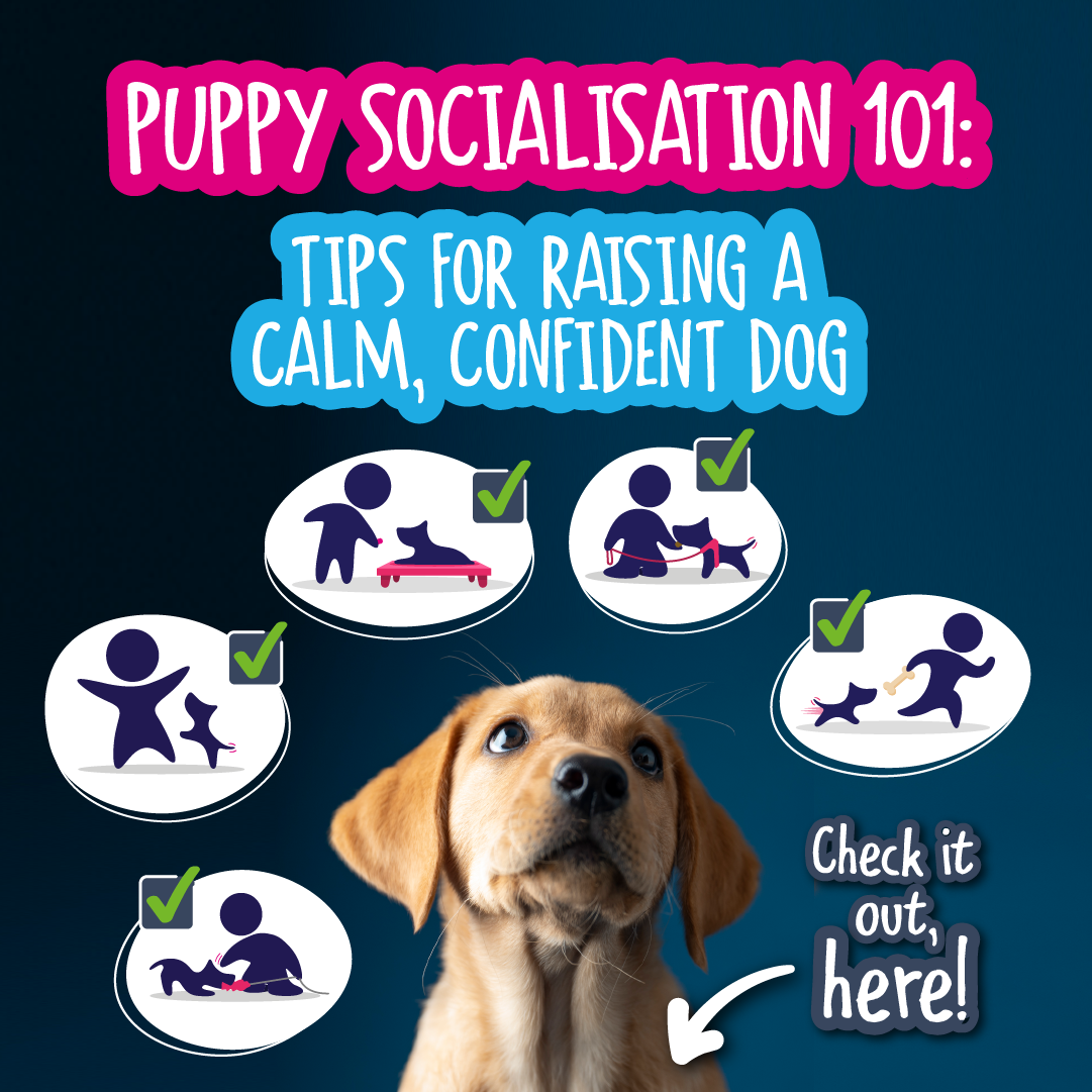 https://absolute-dogs.com/cdn/shop/articles/aD_Blog_PuppySocialisation101_FB_v1.png?v=1726131422