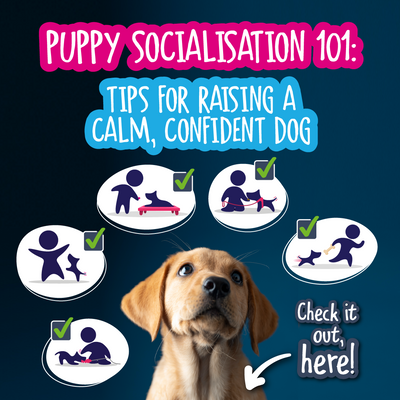 Puppy Socialisation 101: Tips for Raising a Calm, Confident Dog