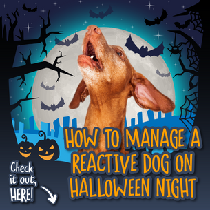 How to Manage a Reactive Dog on Halloween Night: Expert Tips for a Calm and Stress-Free Celebration