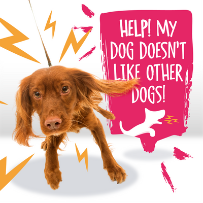 Red spaniel with text