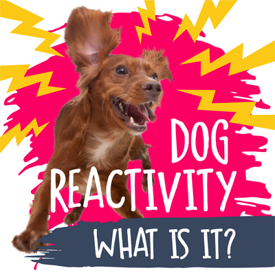 Dog reactivity – what is it?