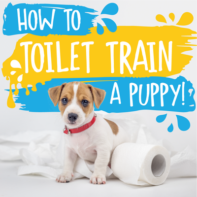 How to Toilet Train A Puppy