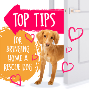 Top Tips for Bringing Home a Rescue Dog, a golden working cocker spaniel peers from behind a door, text surrounds in colourful bubbles with blog title|