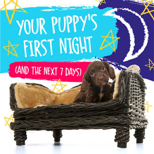 Your Puppy’s First Night (and the next 7 days!)