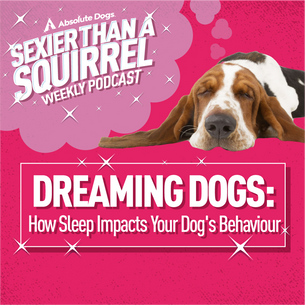 Dreaming Dogs: How Sleep Impacts Your Dog's Behaviour