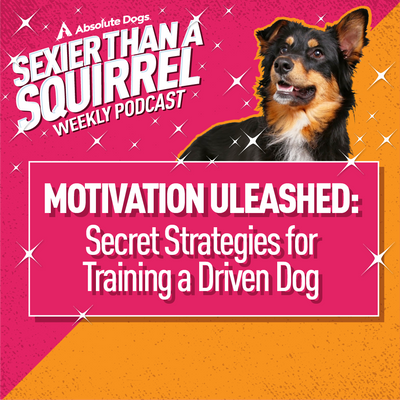 Motivation Unleashed: Secret Strategies for Training a Driven Dog