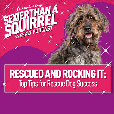 Rescued and Rocking It: Top Tips for Rescue Dog Success