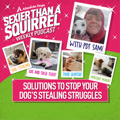 Solutions to Stop Your Dog's Stealing Struggles