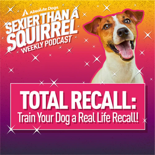 DEMO POST: Total Recall: Train Your Dog a Real Life Recall!