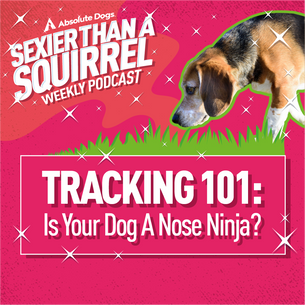 Tracking 101: Is Your Dog A Nose Ninja?