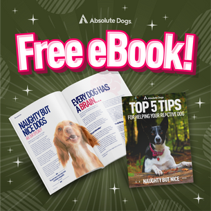 Top 5 Tips for Helping Your Reactive Dog