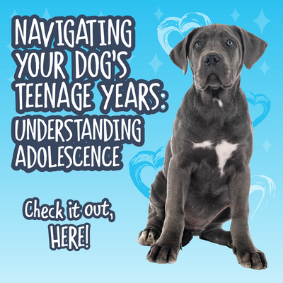 Navigating Your Dog’s Teenage Years: Understanding Adolescence