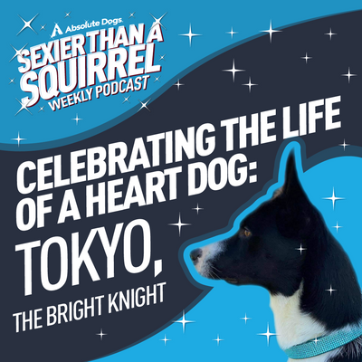 Celebrating the Life of a Heart Dog: Tokyo, The Bright Knight