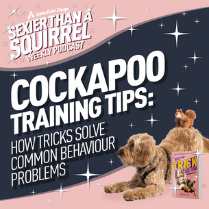 Cockapoo Training Tips: How Tricks Solve Common Behaviour Problems