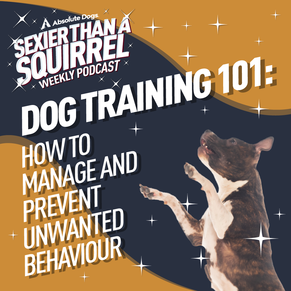 Dog Training 101: How to Manage and Prevent Unwanted Behaviour ...