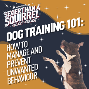 Dog Training 101: How to Manage and Prevent Unwanted Behaviour