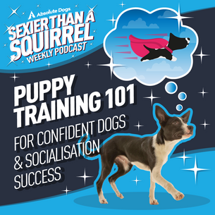 Puppy Training 101 for Confident Dogs & Socialisation Success