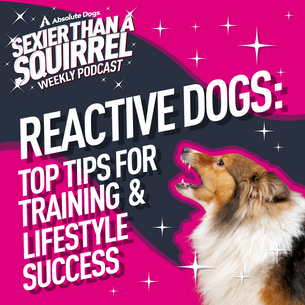 Reactive Dogs: Top Tips for Training & Lifestyle Success