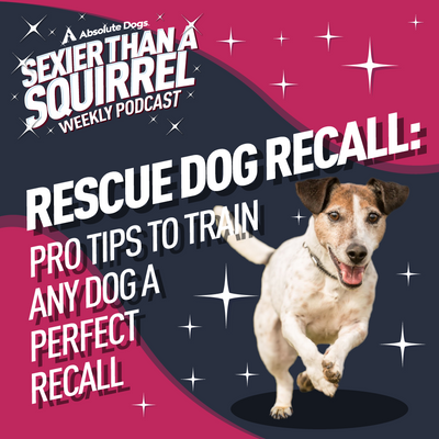 Rescue Dog Recall: Pro Tips to Train Any Dog a Perfect Recall