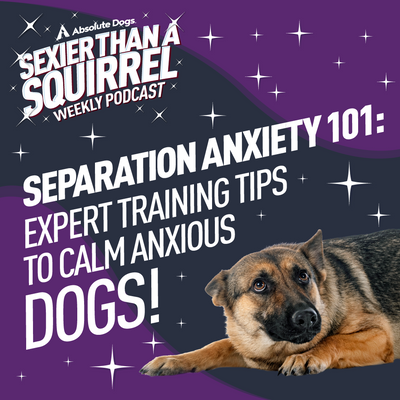 Separation Anxiety 101: Expert Training Tips to Calm Anxious Dogs